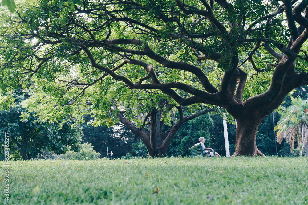 Fototapeta premium a huge tree on the park