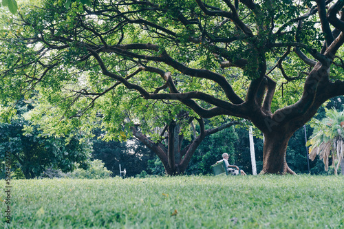 a huge tree on the park