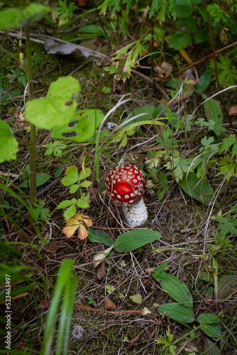 Forest ecology. Close-up red small mushroom with white dots growing in the grass