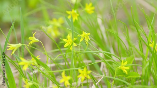 Yellow flowers of goose onions in the spring. Small yellow wild flowers. photo