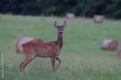 Young reobuck standing on the meadow. Capreolus capreolus. 