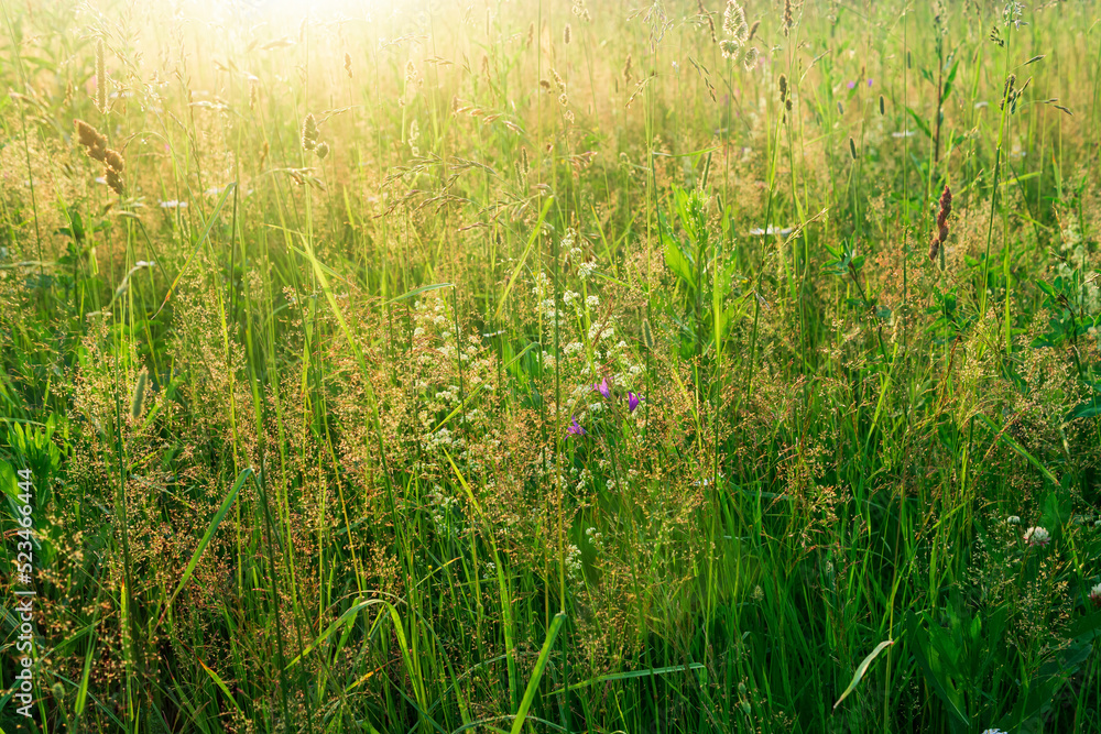 meadow grasses in the sun, warm natural background