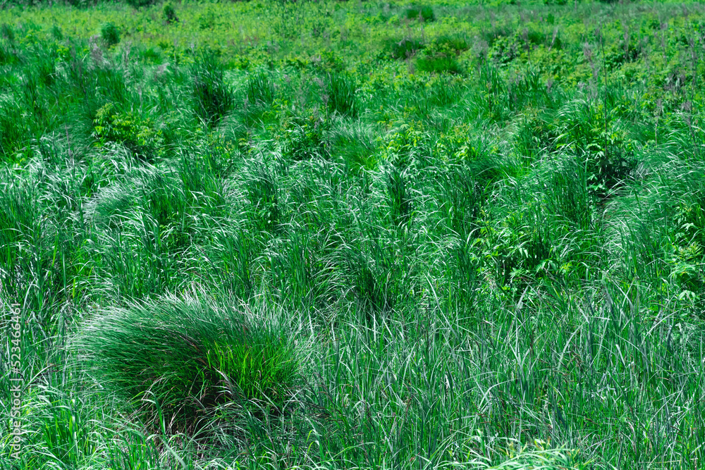 emerald green fen-meadow with green grass sedges on a clear day emerald green fen-meadow with green grass sedges on a clear day