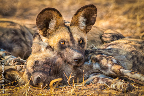 close up of pack of resting African wild dogs (Lycaon pictus)