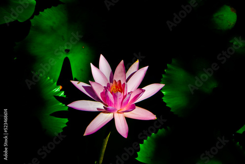 the beauty of the lotus flower in the pond