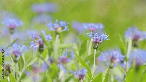 Blue cornflower flower sways in a light breeze against green background. Slow motion.