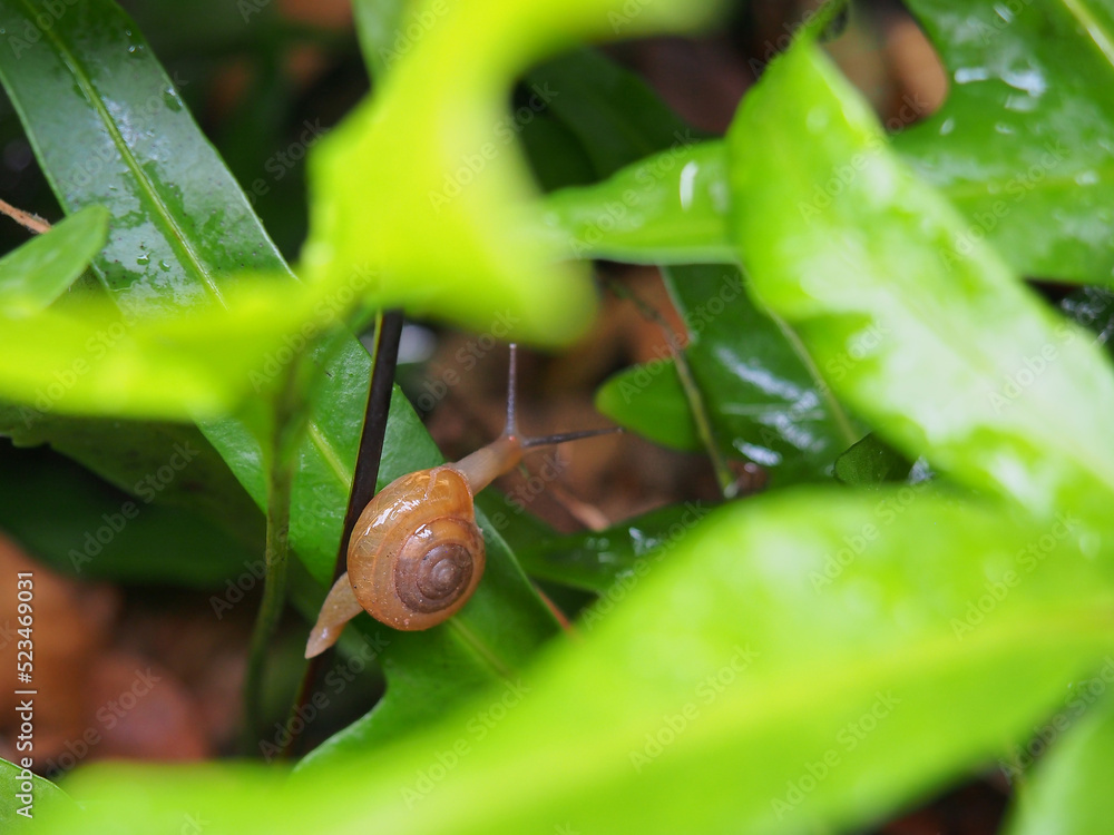 Snail on green leaves, Rainy season. Snail on green leaves, Rainy season.