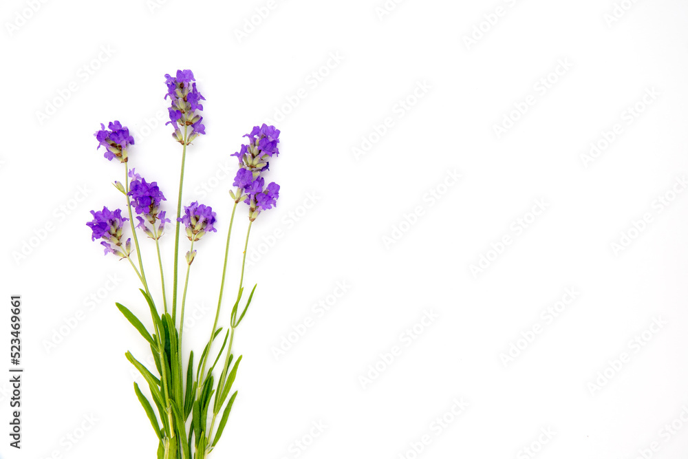 Fototapeta premium Glass bottle of Lavender essential oil with fresh lavender flowers and dried lavender seeds on white wooden rustic table, aromatherapy spa massage concept. Lavendula oleum