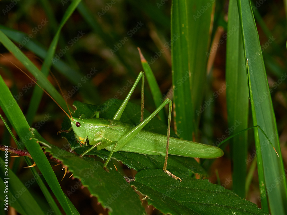Fototapeta premium Large Conehead grasshopper. Ruspolia nitidula. 
