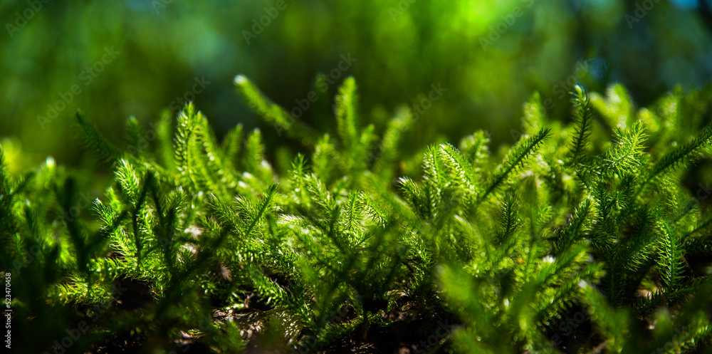 Selective focus green sprigs of club moss growing on the forest floor. Blurred background. Abstract light spots.