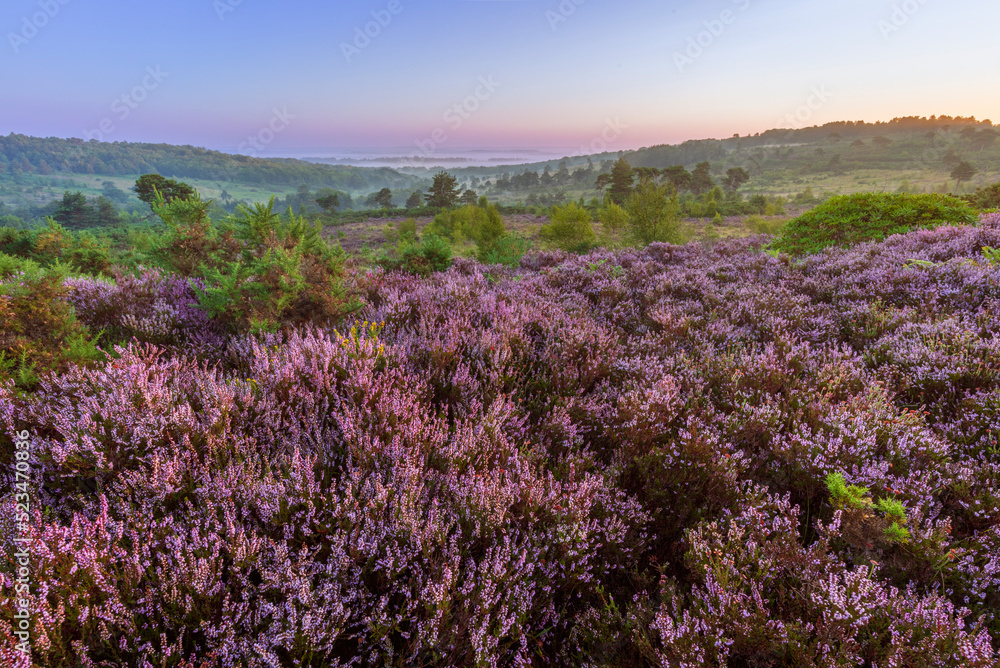 Obraz premium August heather on the heath during dawn blue hour on Ashdown Forest High Weald east Sussex south east England