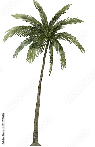 Coconut tree watercolor with transparent background