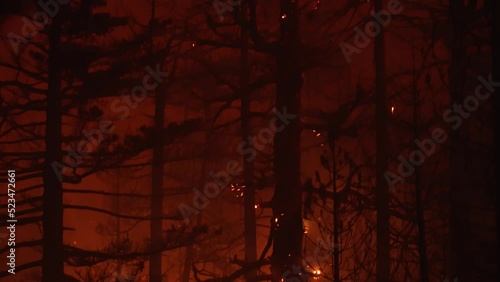 Details of a glowing tree and burning forest, night time firestorm inferno