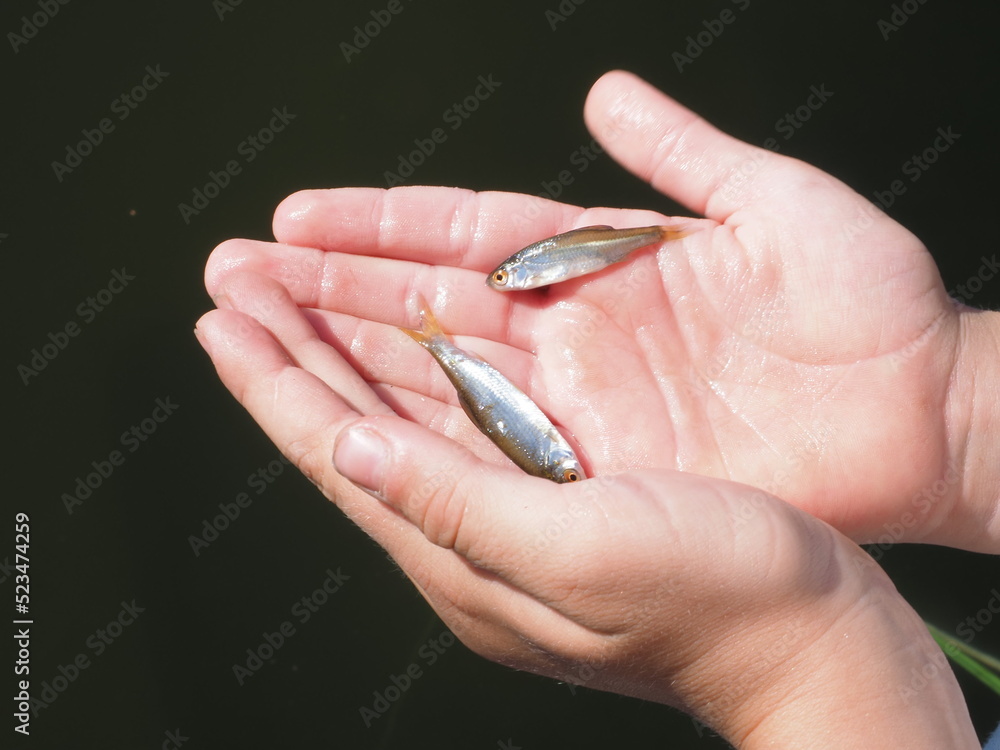 live bait fish in the fisherman's hand