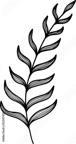 line art botany plant branch leaves black and white transparent background