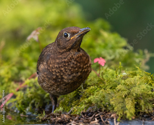 Young Blackbird bathing