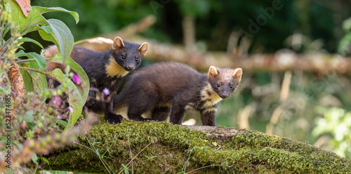 Pair of young pine martens feeding and playing in the woods photo