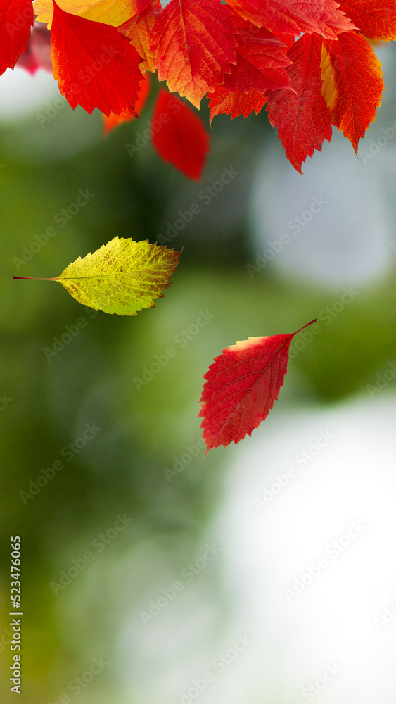 falling leaves in autumn on a blurred green background