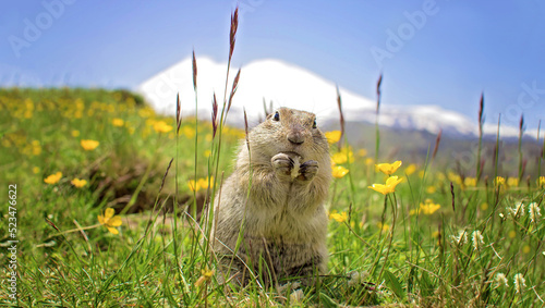 Funny meadow gopher on the background of a snowing Elbrus top is eating. photo