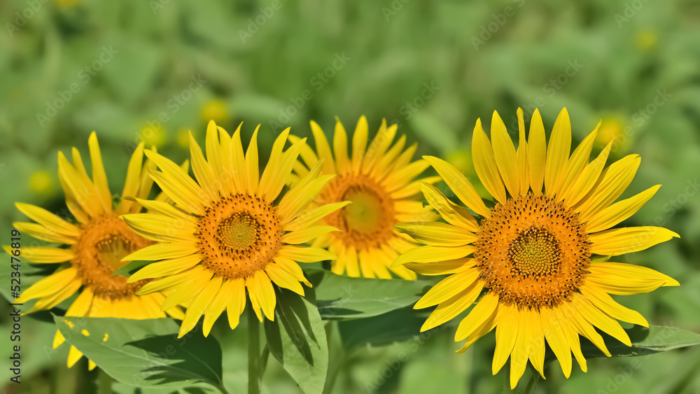 Fototapeta premium ヒマワリの花(Sunflower)