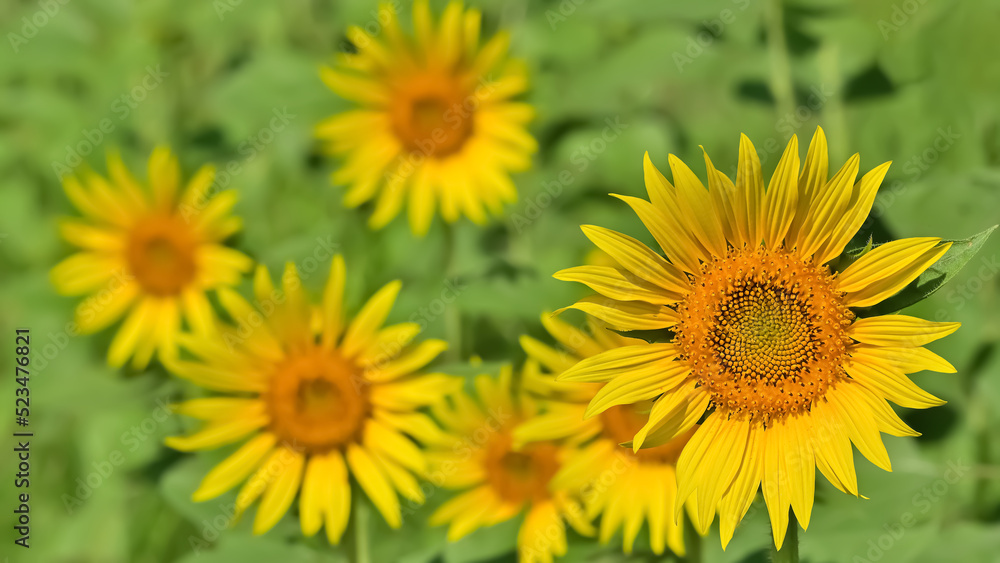 ヒマワリの花（Sunflower）　