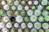 Top view of many cacti in a pot.