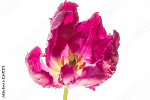 Fototapeta Naklejka Na Ścianę i Meble -  nice tulips in the vase