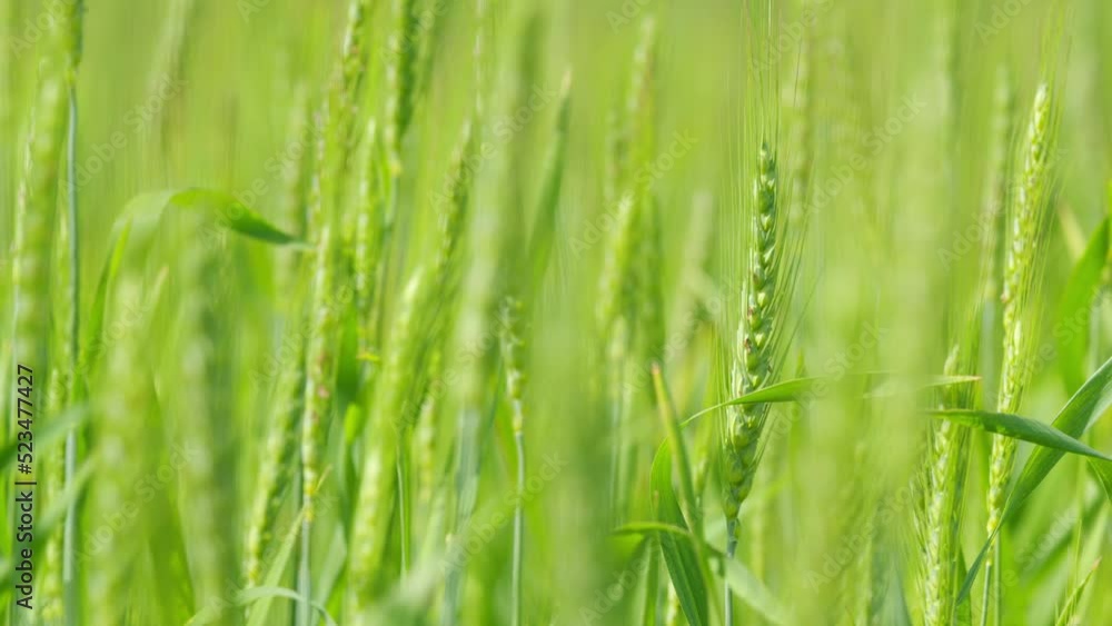 Green wheat swaying in the wind. Wheat ear in grain field. Ripening ears of wheat field. Ripe stakes field. Slow motion.