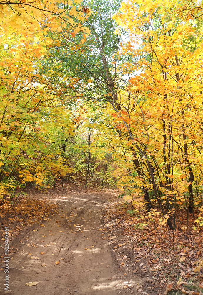 Obraz premium Calm fall season. Beautiful landscape with road in autumn forest. Maples trees with yellow and orange leaves