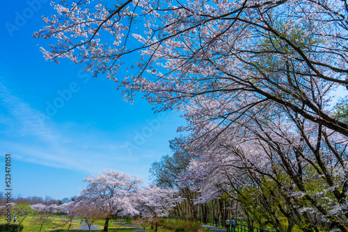 桜（花見）