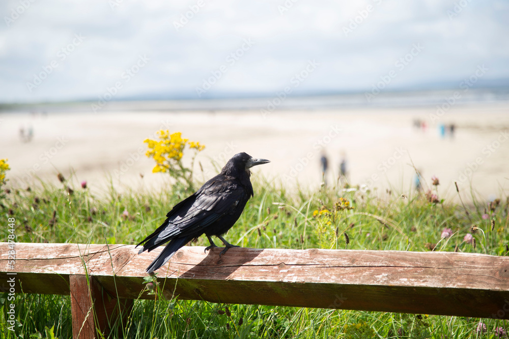 Obraz premium Corbeau, Irlande Enniscrone
