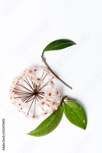 Hoya ovalifolia on white blackground photo