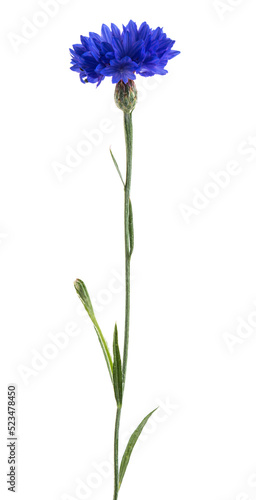 Photos Cornflower plant isolated on transparent background