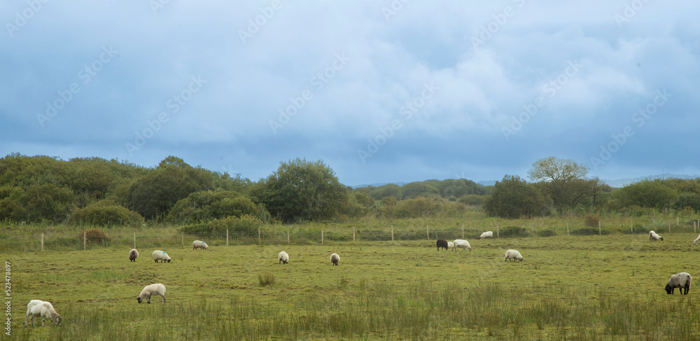 Irlande, moutons