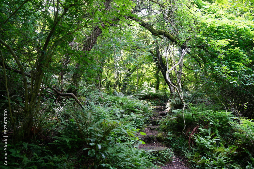 stairs in thick wild forest