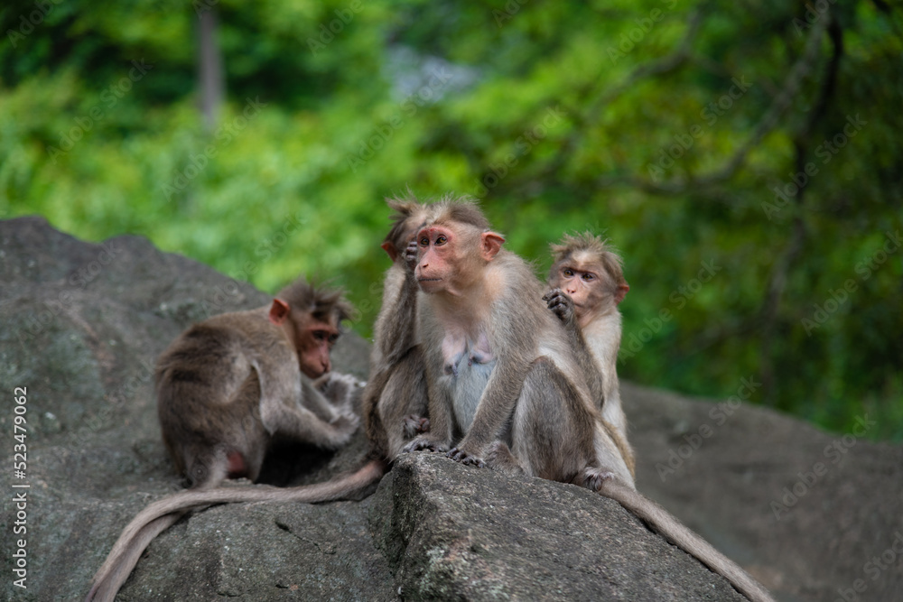Temple Monkey Family Sitting on Forest Rock. Rhesus Macaque Monkeys group .