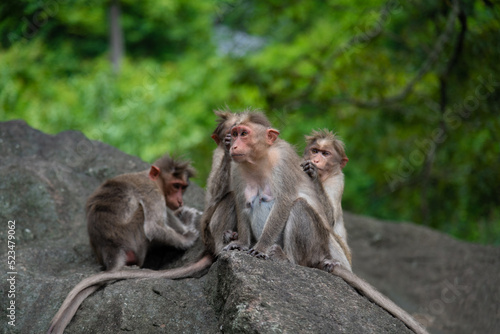 Temple Monkey Family Sitting on Forest Rock. Rhesus Macaque Monkeys group . © Srinivasan.Clicks