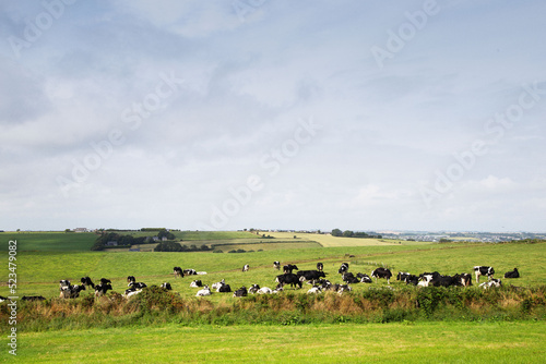 Irlande, Kinsale, Vaches © Sophie Guillien
