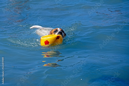 happy jack russell terrier swims with a ball in the water on a sunny day. family holiday.