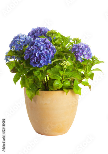 Blooming Hydrangea in flower pot isolated on transparent background photo