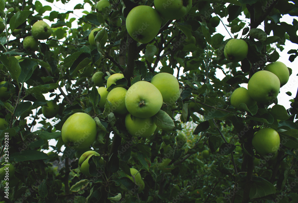 Apple tree with green apples in the garden in summer.