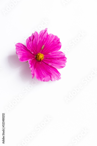 pink cosmos flowers on the white