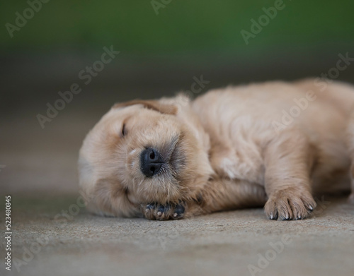 Golden Retriever puppy sleeping on ground