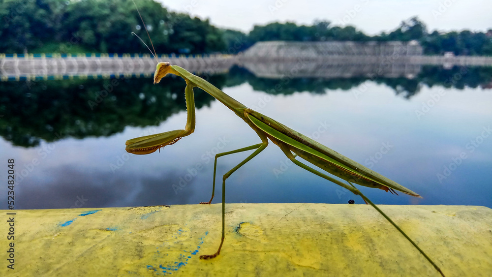 Fototapeta premium Close-up photo of a praying mantis on the edge of the reservoir.