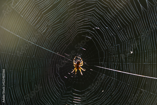 Blurred silhouette of a spider in a web on a blurred natural green background. Selective focus