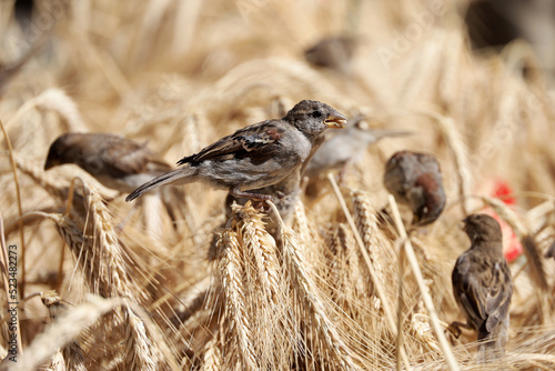 Photography Sparrows eat grain sitting on ears of wheat on field with red poppies
