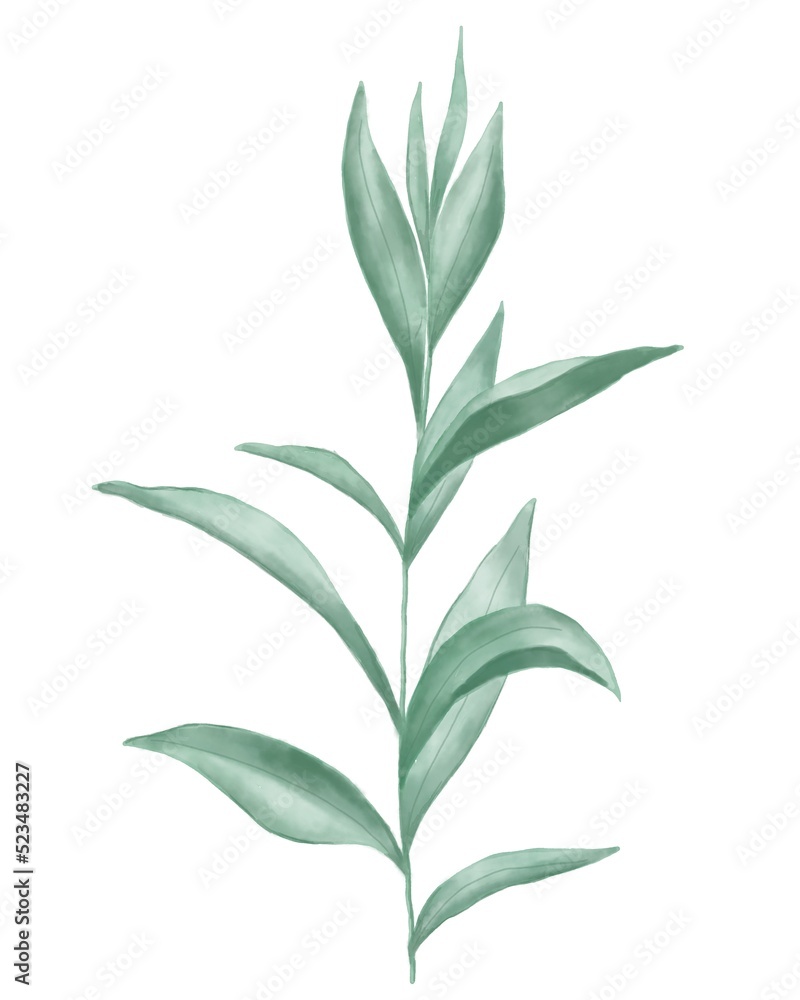 Green botany poster design. Watercolour meadow grass. Garden flower. Green botany poster design. Watercolour meadow grass. Garden flower.