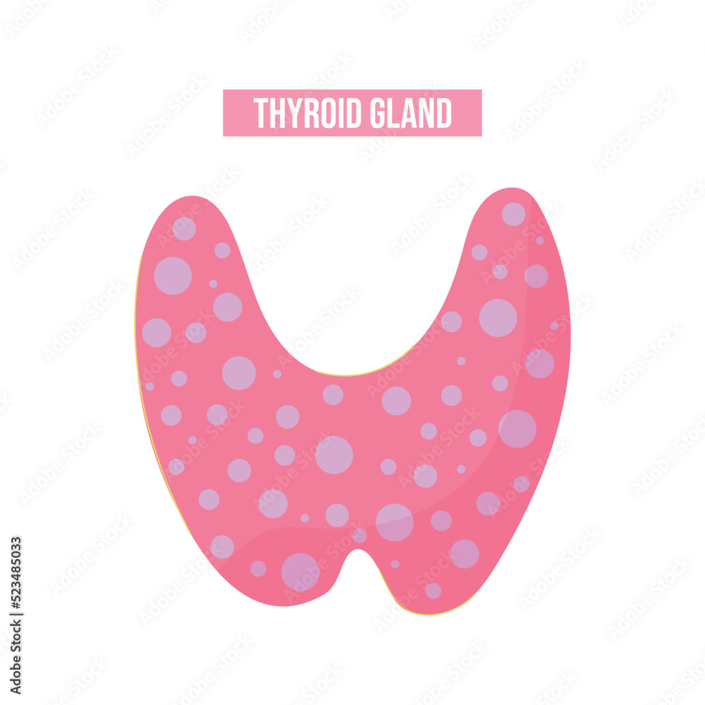 Thyroid gland. Structure of the human organ isolated on white background. Medical vector illustration