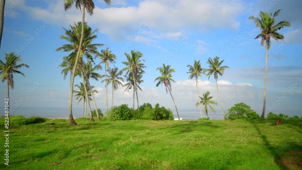 Tropical location with palm trees, clouds, and ocean in the background on a sunny morning. Tropical location with palm trees, clouds, and ocean in the background on a sunny morning.