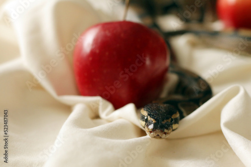 Konstfotografi Beautiful snake and red apple on blanket